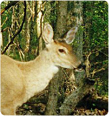 Close up of whitetail deer